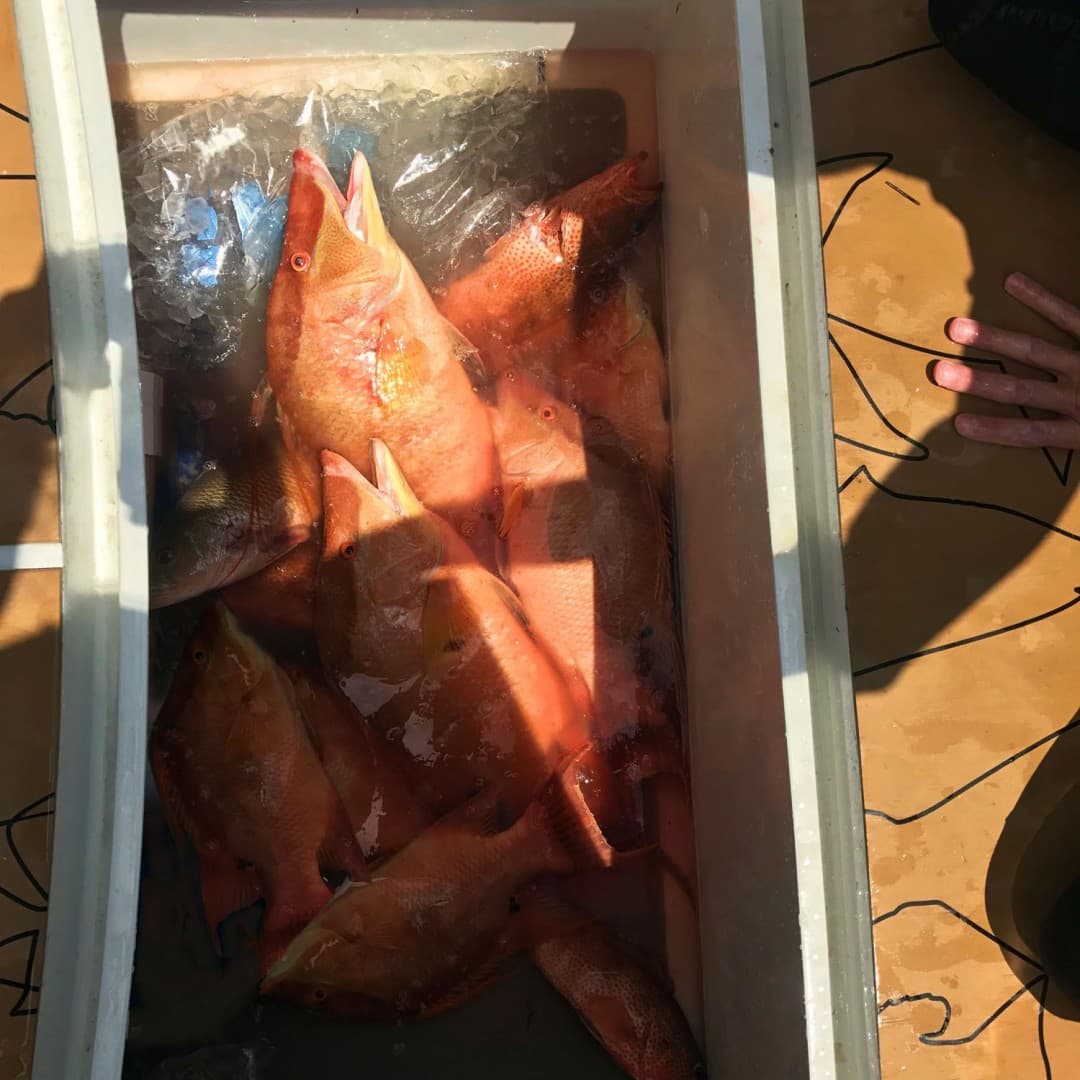 2019 French Yachts Spearo — photo 29