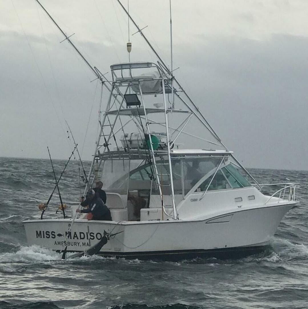 2003 Cabo Express — photo 6