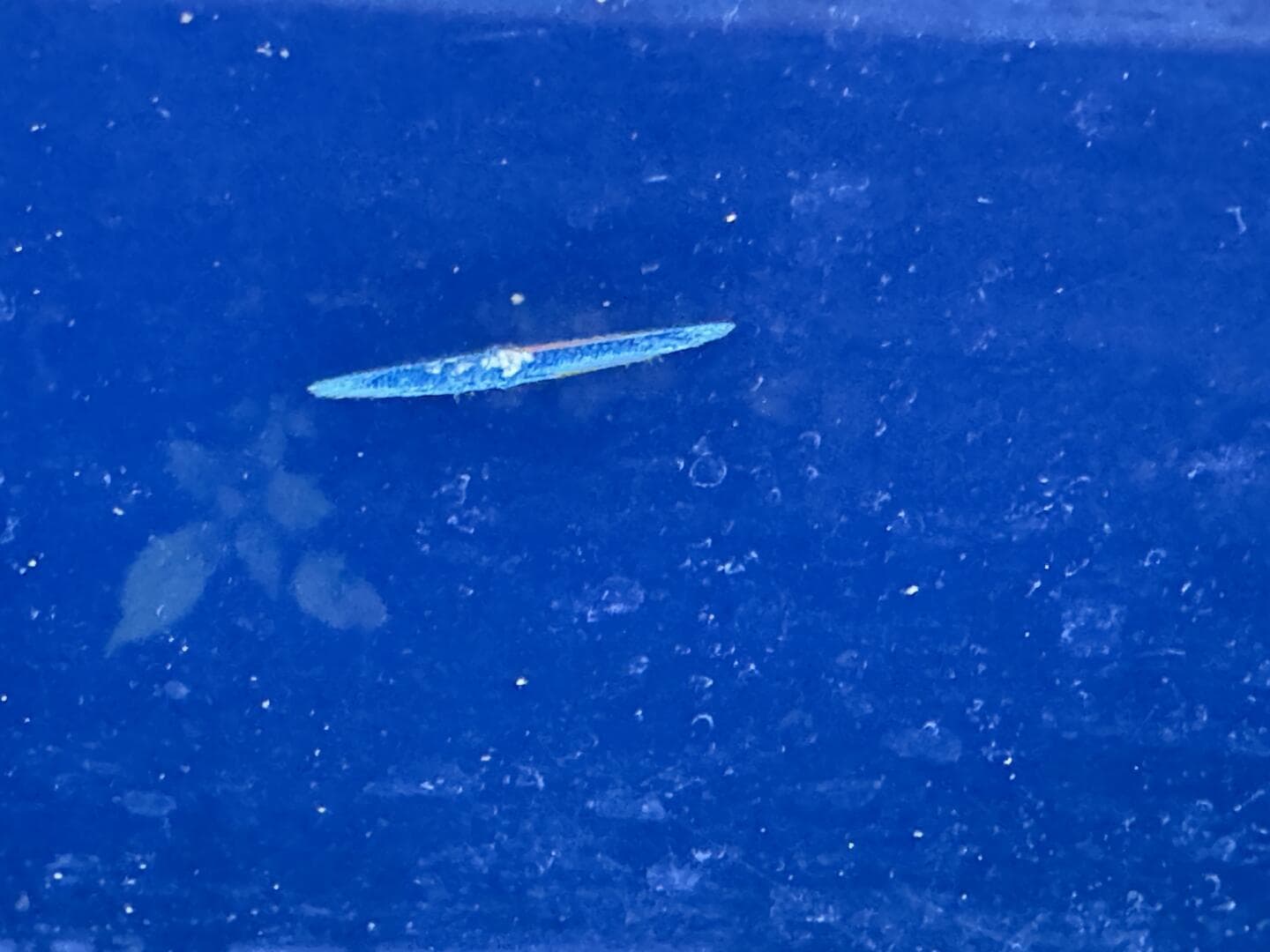 2006 Regal 3360 Window Express — photo 126