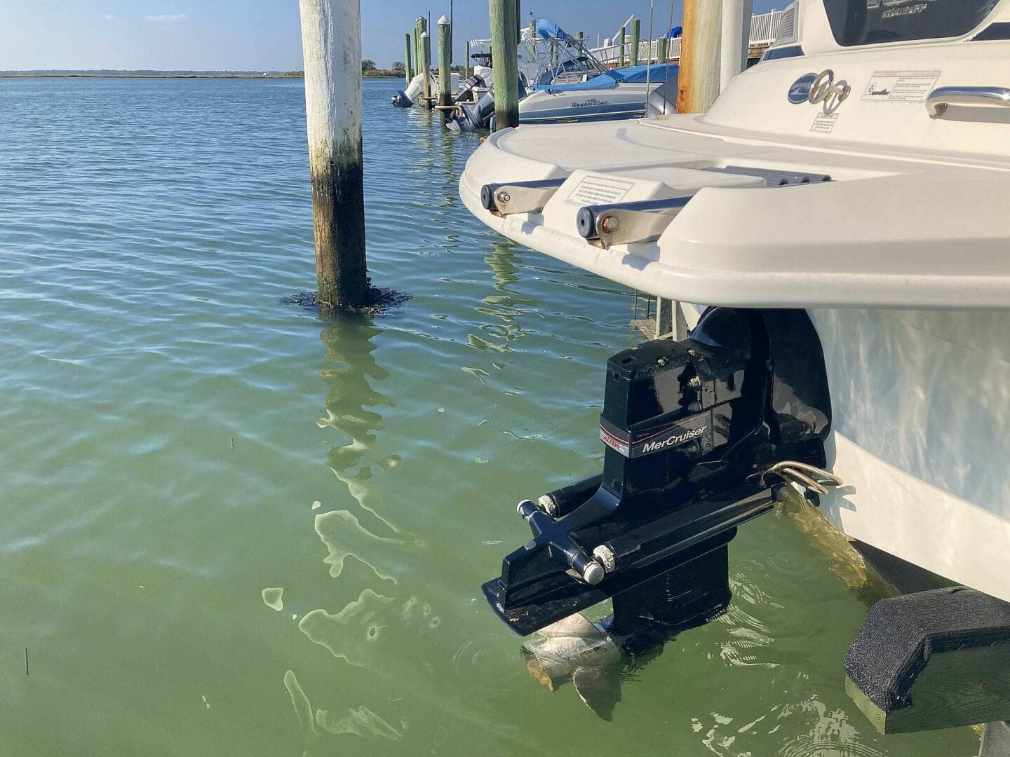 2012 Sea Ray 190 Sport — photo 11