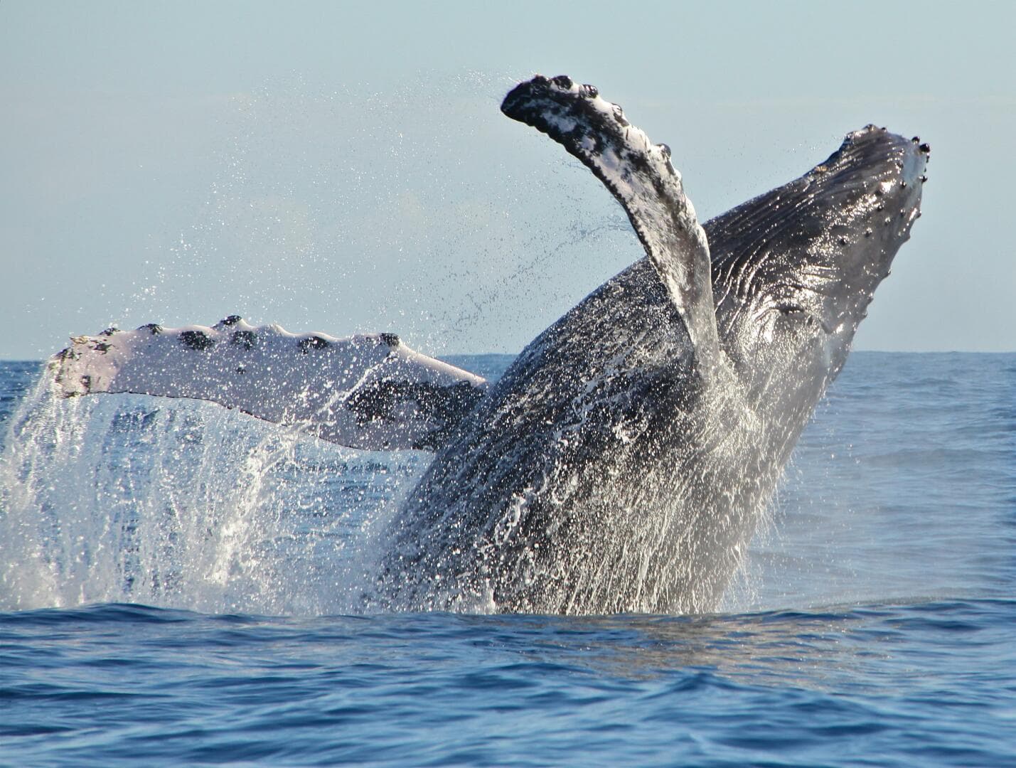 2001 Zodiac Milpro 920 — photo 18