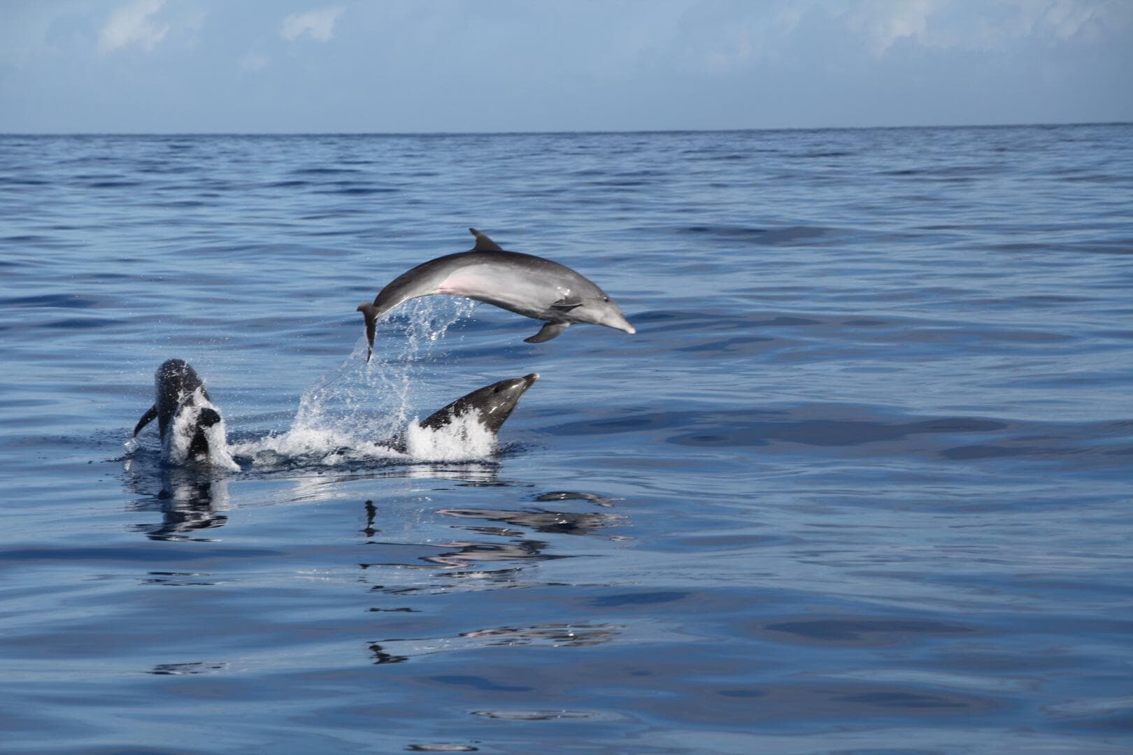 2001 Zodiac Milpro 920 — photo 17