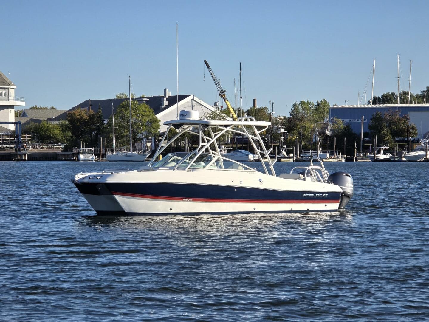 2024 World Cat — photo 2