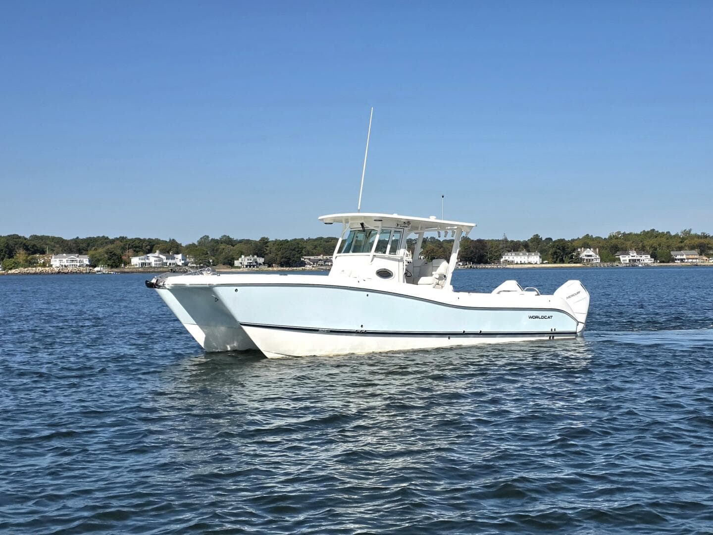 2024 World Cat — photo 2