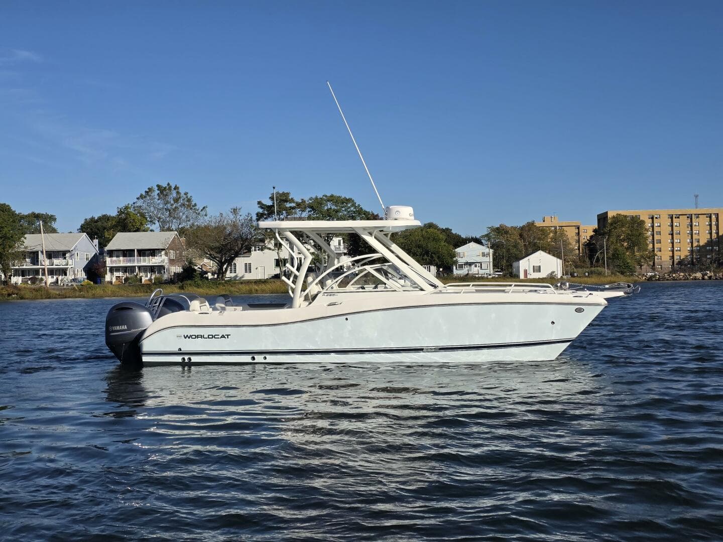 2022 World Cat — photo 2