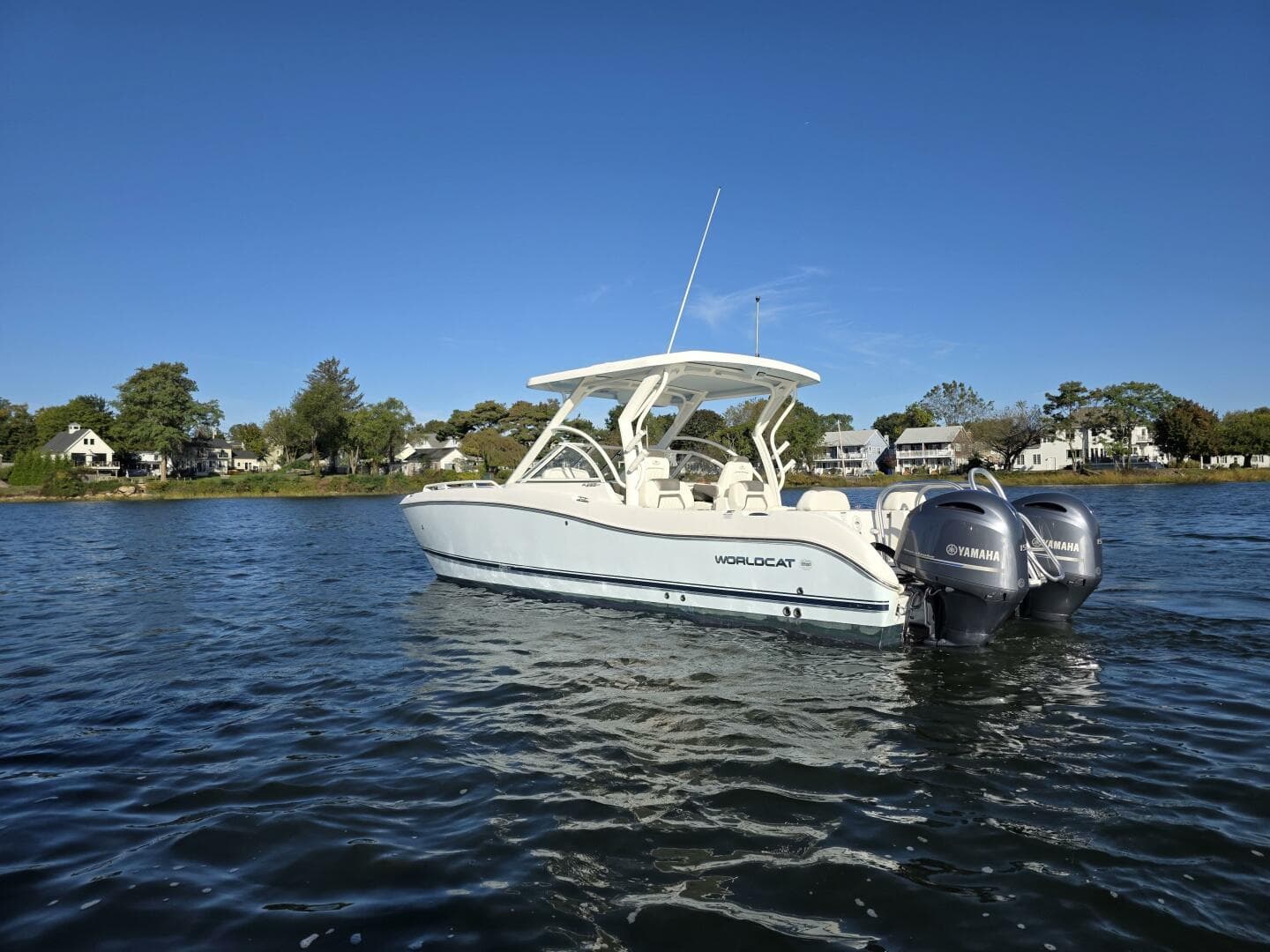 2022 World Cat — photo 4