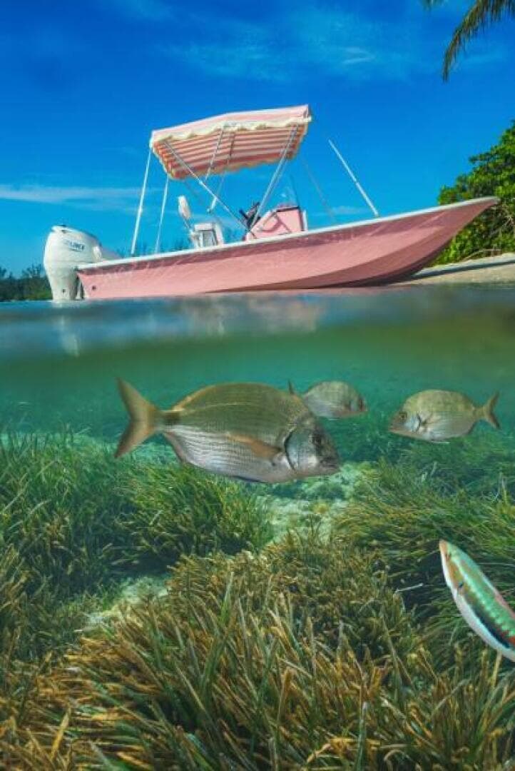 2026 Custom Palm Yachts 17 — photo 13